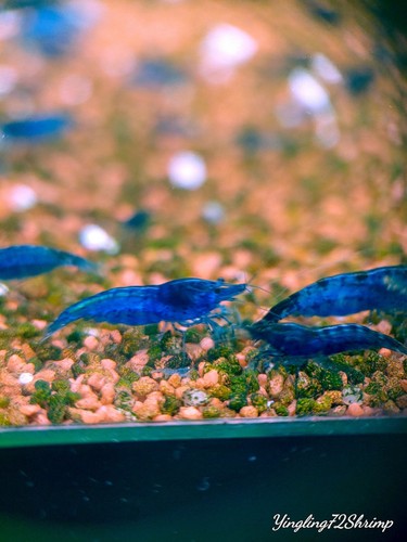Blue dream shrimp - blue, neocaridina