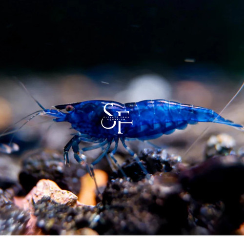 Aquatic blue dream - 20,