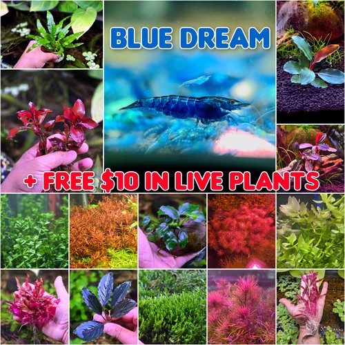 Blue dream plus 10 - 🦐, $10