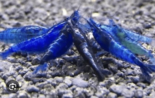 Live blue dream - 🔥50, shrimp